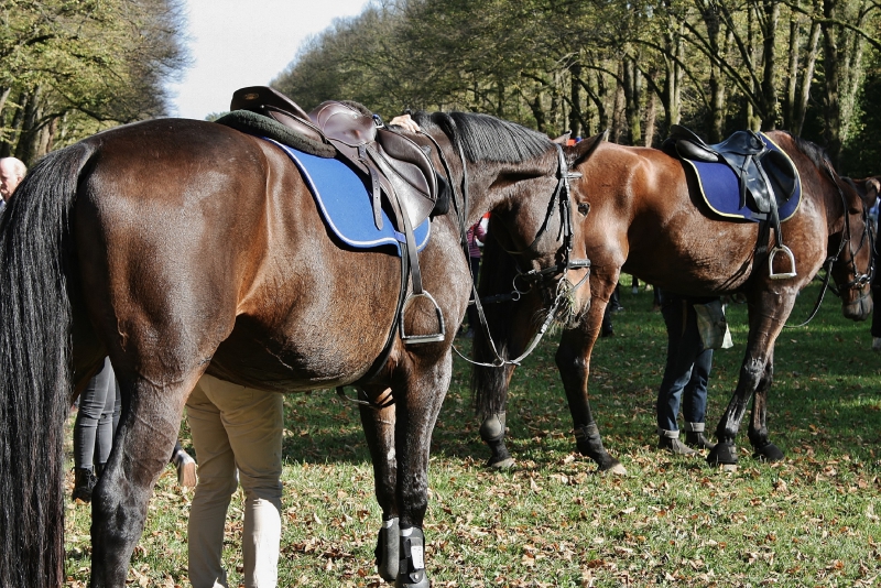 sellier-LA COLLE SUR LOUP-min_horse-3956916